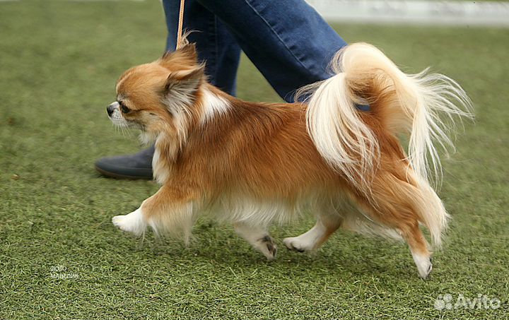 Длинношерстный рыжий кобель чихуахуа для вязки