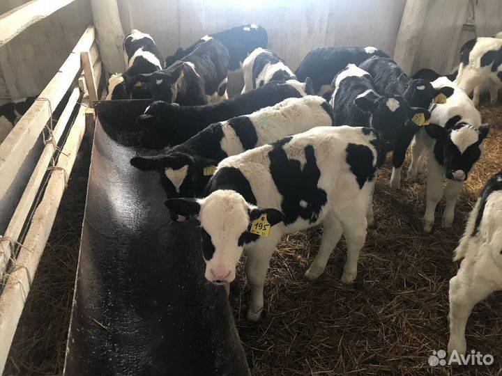 Телята бычки телки