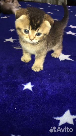 Котята шотландцы вислоухие и прямоухие