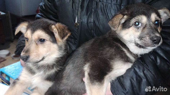 Щенки
