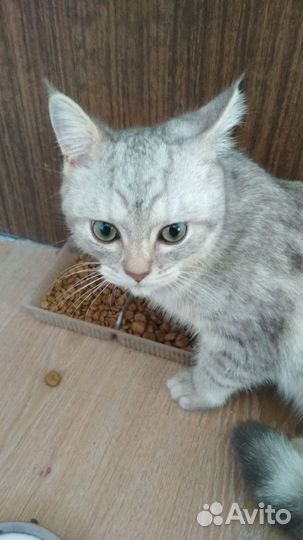Очаровашка Яшка
