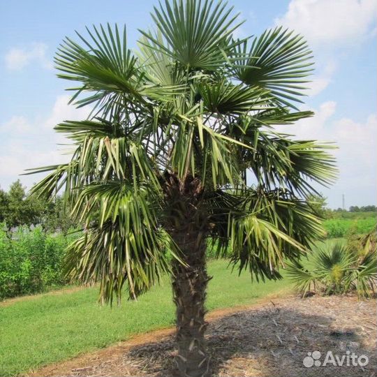 Пальма Трахикарпус Форчуна, морозостойкая, семена