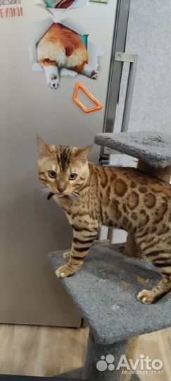 Кот ищет кошку