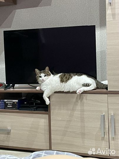 Кошки в добрые руки