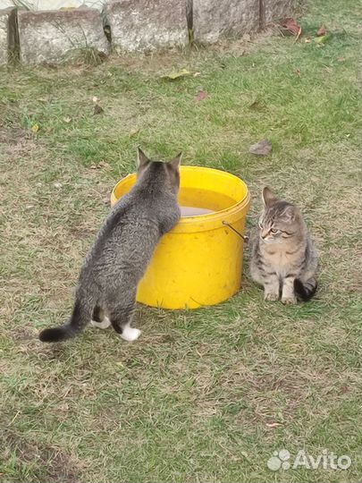 Кошки в добрые руки бесплатно