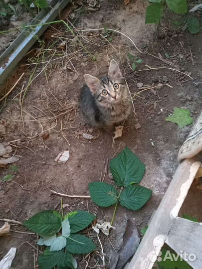 Котята бесплатно