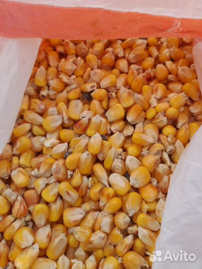Кукуруза