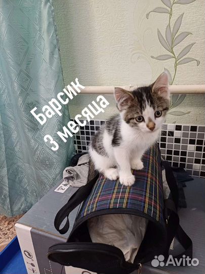 Котенок мальчик в добрые руки бесплатно