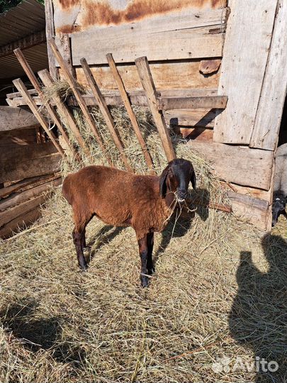 Овцы бараны ягнята