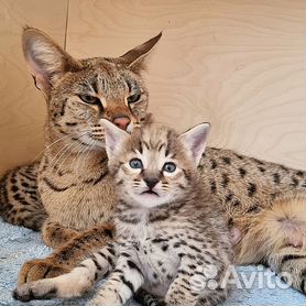 саванна кошка - Купить недорого кошку или котёнка 🐈 в Екатеринбурге | Цены  на котов | Авито