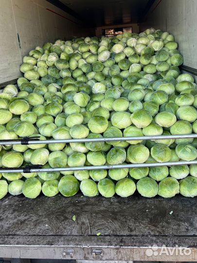 Капуста от производителя