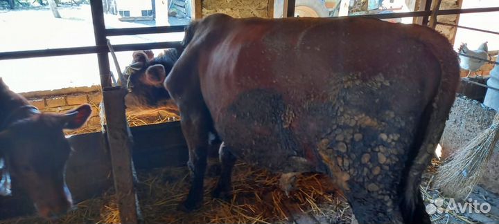 Быки и тёлочки на мясо
