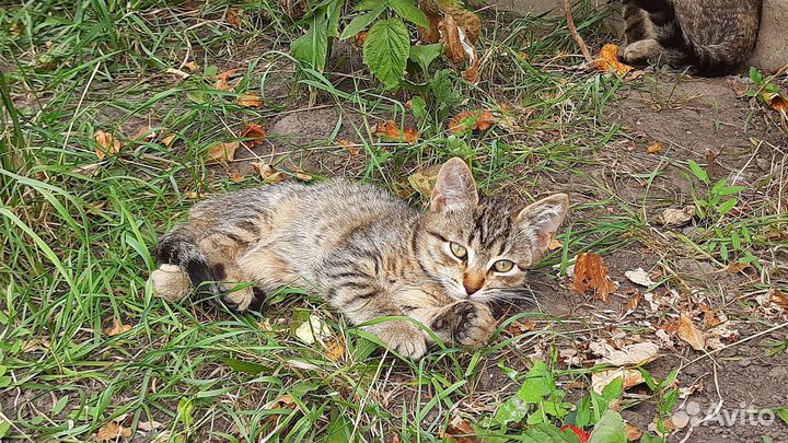 Котенок в добрые руки