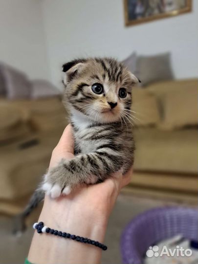 Британские котята