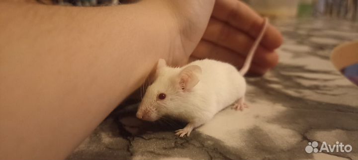 Декоротивная мышь