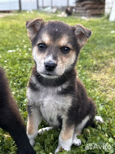 Щенки в добрые руки