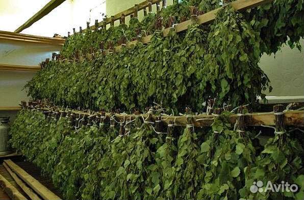 Березовые веники