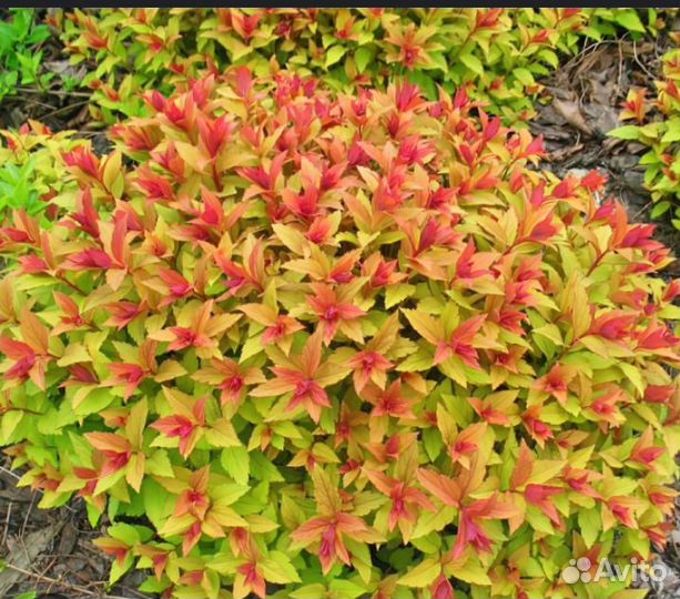 Спирея японская голдфлейм