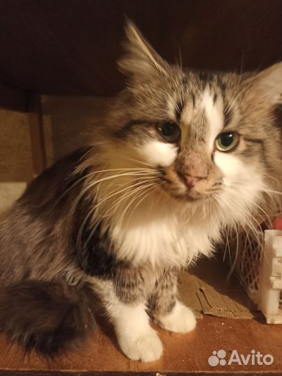 Котик Кузя ищет дом