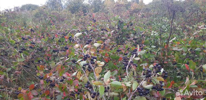 Черноплодная рябина