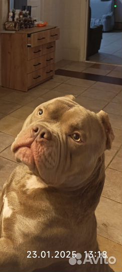 Вязка Амбулли. Пацану- год