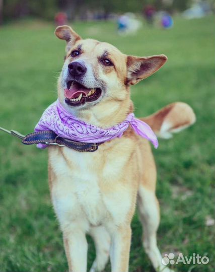 Собачка Шейла ищет дом