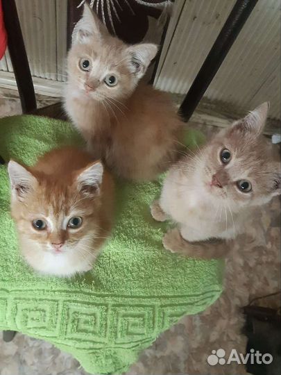 Котята в добрые руки