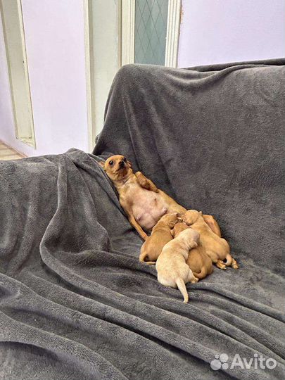 Щенки той терьер