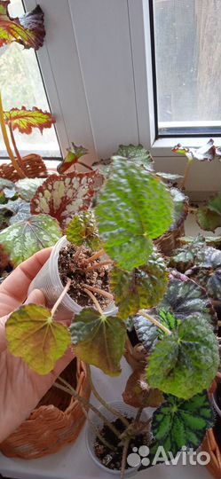 Бегония Мэсона