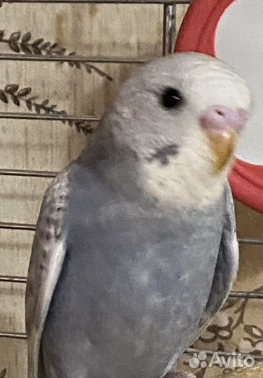 Волнистый попугай, амадины, корелла