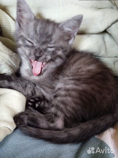 Котята метисы от папы британца