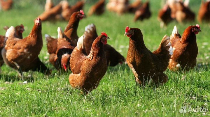Куры несушки с доставкой