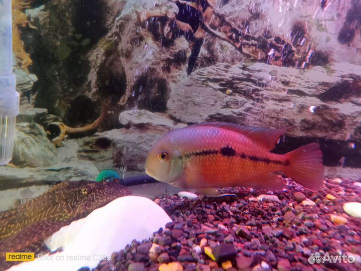 Рыба в аквариум