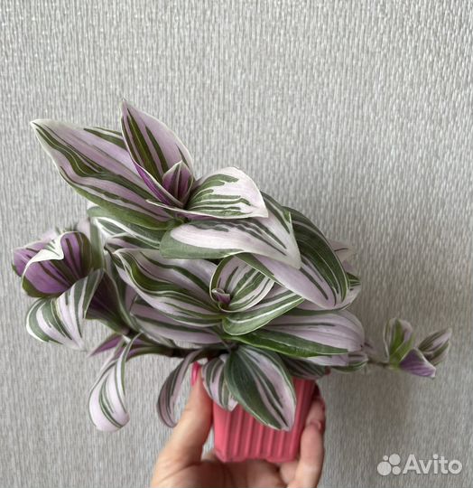 Традесканция