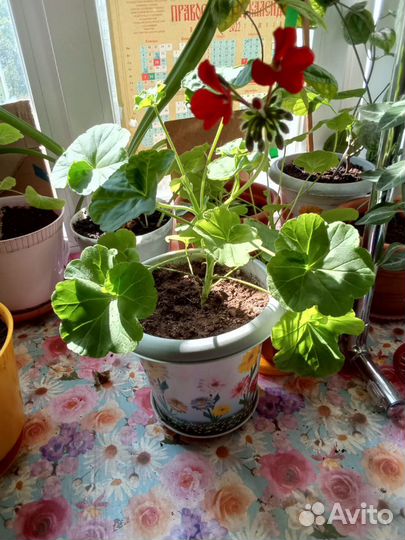 Продам цветы комнатные