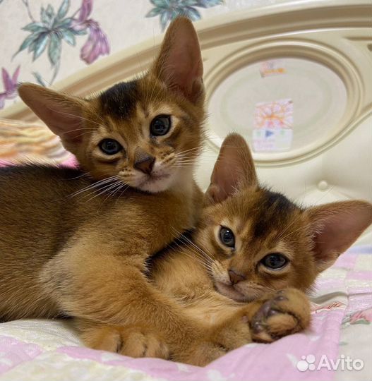 Абиссинская кошка