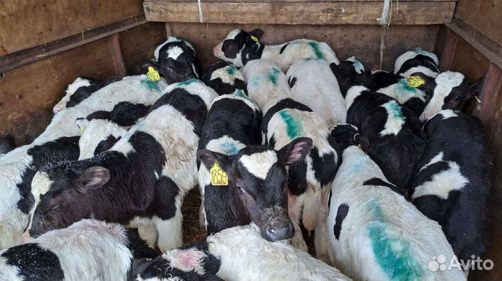 Телята бычки