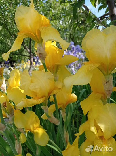 Ирисы бородатые сортовые