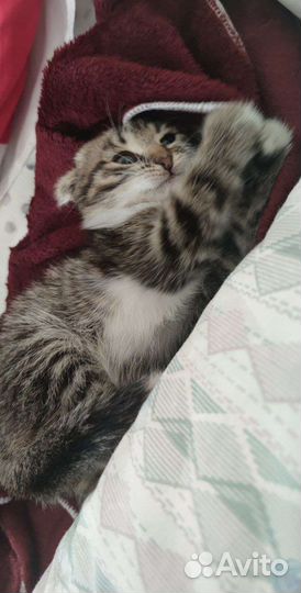 Кот вислоухий в добрые руки