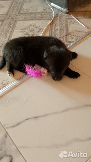 Подарю щенка