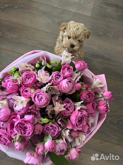 Мальтипу f1 mini micro