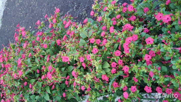 Семена Мирабилис (ночная красавица)