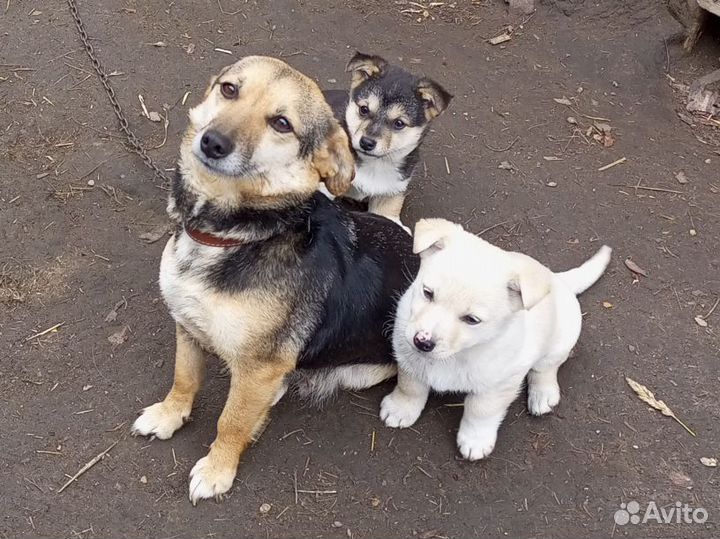 Собака в добрые руки,отдам