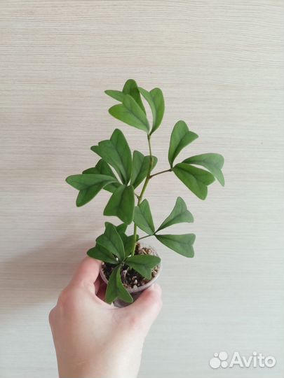 Редкие растения