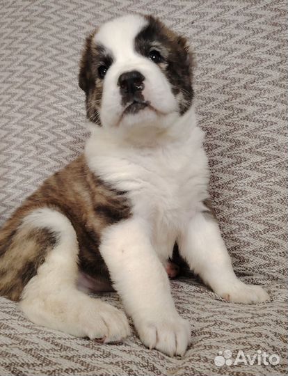 Среднеазиатская овчарка (Алабай) щенки