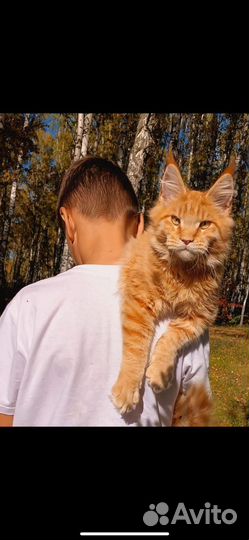 Мейн кунята