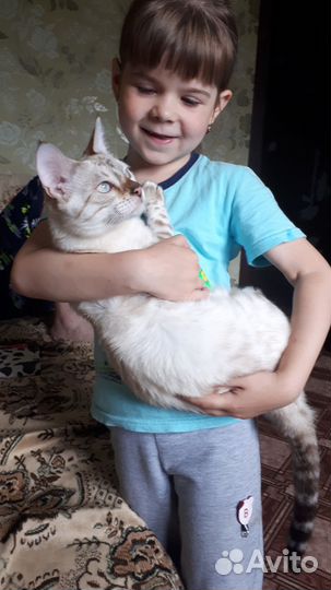 Бенгальские котята