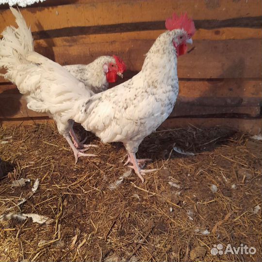 Петухи Пушкинской породы