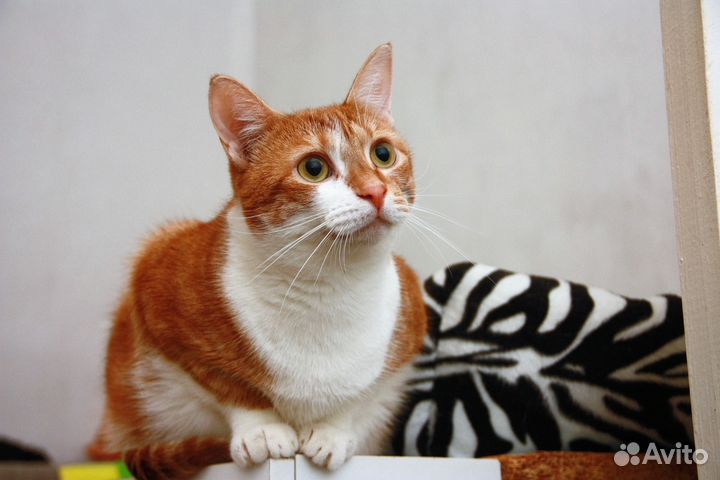 Кошечка Ханни