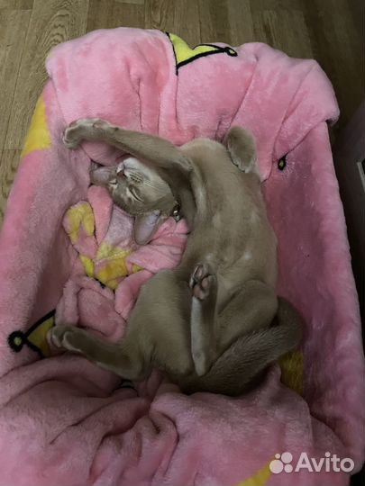 Абиссинские котята девочки